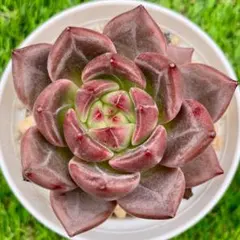 多肉植物　Q橙　赤紫色の艶のある苗　薄く粉の付いた硬い葉　中心が黄緑色エケベリア