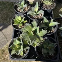 2025年最新】アガベまとめ売りの人気アイテム - メルカリ