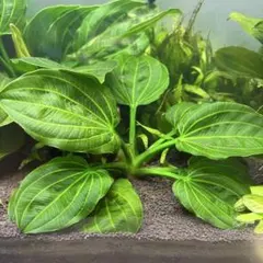 2026年最新】エキノドルス イグアスの人気アイテム - メルカリ