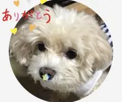 ぱる様専用ページ