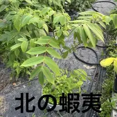 コムラサキ 小紫 苗木 鉢植え ムラサキシキブ大きめ苗 紫色の実が付く