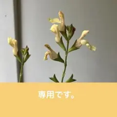 由美さん様 リクエスト 3点 まとめ商品