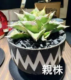 2026年最新】アガベ ブツブツの人気アイテム - メルカリ