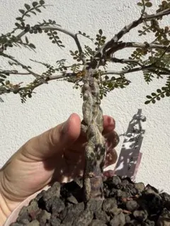 塊根植物 オペルクリカリア パキプス 実生株
