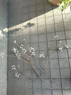 予約6.ナンキンハゼ。ナンキンハゼの実。ドライフラワー。質問、ご予約専用ページ。