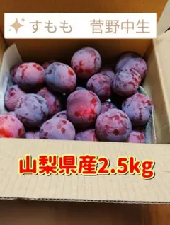 すもも　菅野中生　大容量2.5kg 訳あり商品のサムネイル