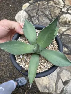 アガベ　ジェントリージョーズ　子株① 鋸歯状葉 アガベ ジェントリー ジョーズ | GREEN LUCK