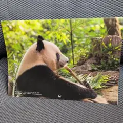 Item thumbnail for item 3faa96a8-b594-4a69-9246-8cdccadeaa70