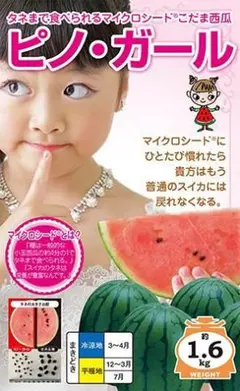 産地直送！小玉スイカピノ・ガール5玉甘くて美味しい箱込9キロ前後