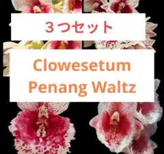 2026年最新】竹の子蘭の人気アイテム - メルカリ