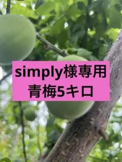 simply様専用青梅5㎏ 5月中旬以降発送　山梨県産