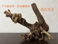 HX-147 流木 マシンガンウッド ホーンウッド アクアリウム ブランチ