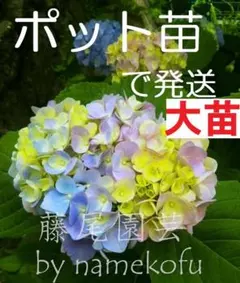 2026年最新】あじさい挿し木の人気アイテム - メルカリ