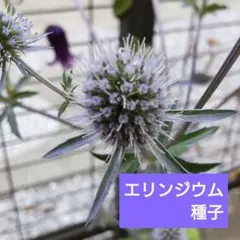 グレムリン.様 リクエスト 2点 まとめ商品