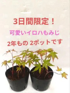 アキオ様 リクエスト 3点 まとめ商品
