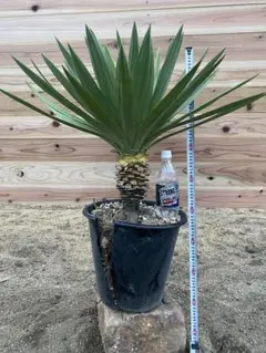 2025年最新】グロリオサ ユッカの人気アイテム - メルカリ