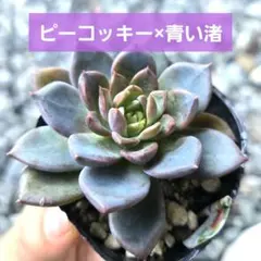 【ピーコッキー×青い渚】　抜き苗　エケベリア　多肉植物　ミックスベリアのサムネイル