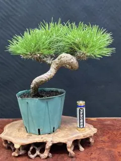 樹高12㎝ 天神 板舎利 ヒョウタンボク 小品 盆栽 真柏 黒松 五葉松