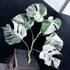 2025年最新】斑入りモンステラ ホワイトタイガーの人気アイテム