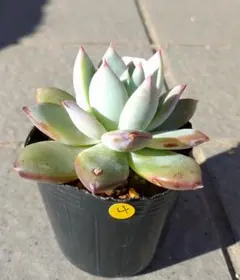 コロラータルーフ(ホワイトタイプ)札付きポットごとメルカリ便サボテン相談室 コロラータルーフ(ホワイトタイプ)札付きポットごとメルカリ便サボテン