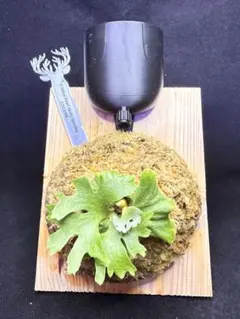 ビカクシダ P.willinckii 'Jenny' TC - メルカリ