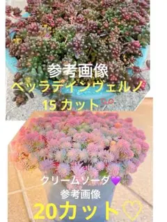 ベッラデインヴェルノ15、クリームソーダ 20 セダムセット カット苗