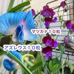 スイートピー2種＊アズレウス、マツカナ各１０粒合計２０粒 2026年最新】スイートピー マツカナの人気アイテム - メルカリ