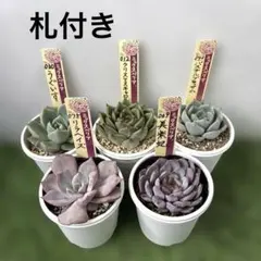 札付き】優木園 ザラゴーサspノバ 雪蜂 ピンクスパイダー おまとめ