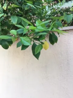 ⭐︎Tacco様専用⭐︎