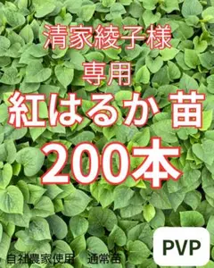 物価高応援価格】茨城県産☆紅はるか苗 300本 - メルカリ