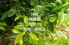 가지가 달린 어린 만다린 오렌지 잎 70개, 무농약