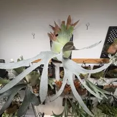 2025年最新】ビカクシダ omoの人気アイテム - メルカリ