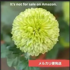 ポンポン菊 秋咲き 株分け苗 メルカリ便発送‼️メルカリ市価格❤のサムネイル