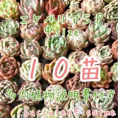 韓国苗 中サイズMIX苗★１０苗詰め合わせ！多肉植物 交配苗