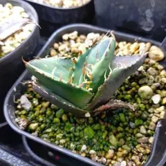 2026年最新】オテロイ 選抜の人気アイテム - メルカリ