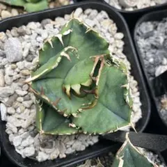 2026年最新】COK cg01の人気アイテム - メルカリ