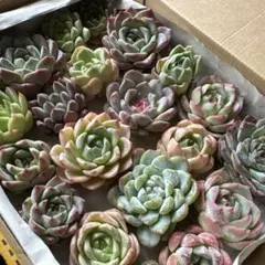 0831⑤ エケベリアカット苗セット ※コンパクトボックス発送