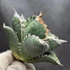 アガベ ホリダ 極上株 極上強刺 Agave horrida 球状株 - メルカリ