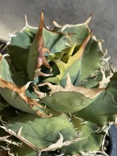 2025年最新】ホワイトホーク アガベの人気アイテム - メルカリ
