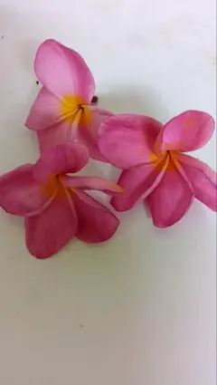 ❤️２番❤️プルメリア ５本セット❤️