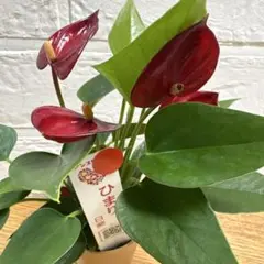 2026年最新】レアアンスリウムの人気アイテム - メルカリ