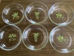 ガラス食器　和風小鉢6個セット　昭和レトロ　未使用保管品のサムネイル