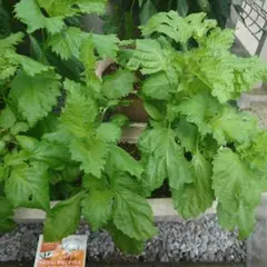 【500→400】大人気【大葉の苗】2苗のサムネイル