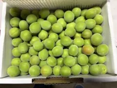 農園直送　希少！在来品種　♡谷沢梅♡1.5kg 山形県産　サイズ込みのサムネイル