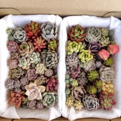 多肉植物 詰め合わせ G