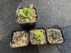多肉植物　ハオルチア　4株セットまとめ売り　抜き苗