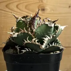 2025年最新】アガベ金剛の人気アイテム - メルカリ