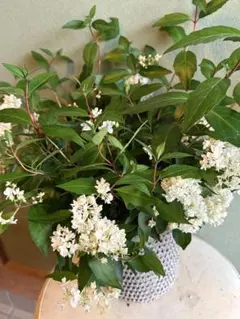 山紫陽花 コガクウツギ『花笠』アジサイ　　　ラベル付き　超特大サイズ☆ 山紫陽花 コガクウツギ『花笠』アジサイ ラベル付き 超特大サイズ