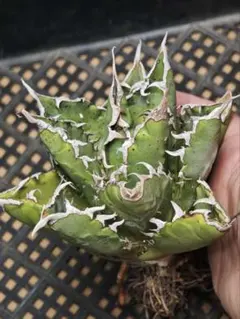 【希少種】アガベ金剛 キングコング (検悪魔くん 魔丸 ハデス 2025年最新】アガベ悪魔くんの人気アイテム - メルカリ