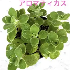 ①多肉植物　アロマティカス　カット苗発根　ハーブ　6cmポット　☘寄せ植え